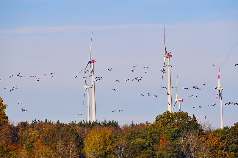 Kraniche zwischen Windrädern