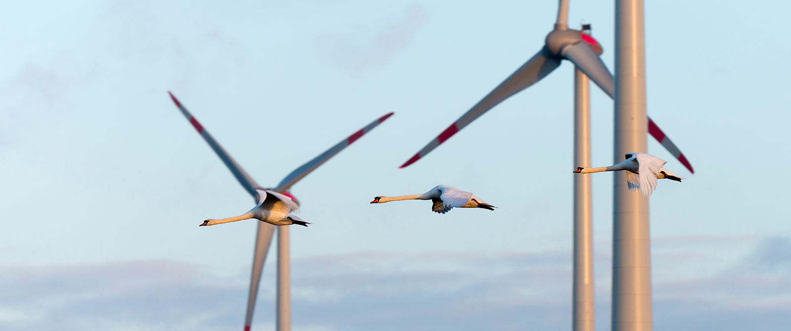 Schwäne, die zwischen den Windrädern fliegen