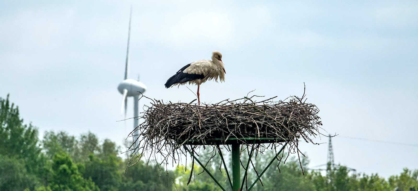 Storch im Nest, dahinter ein Windrad