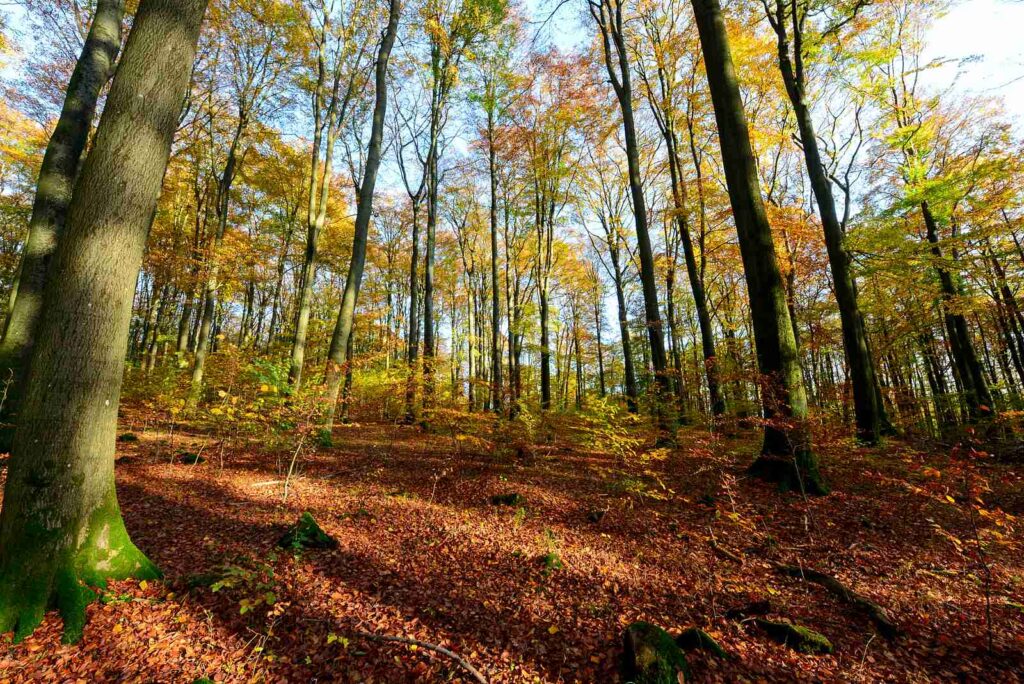 Wald im Herbst