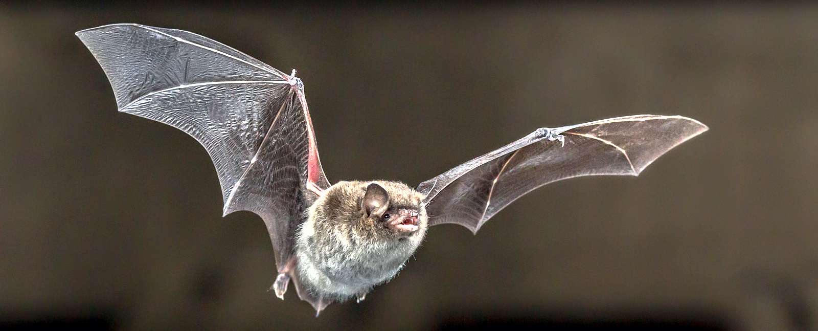 Fledermaus fliegend
