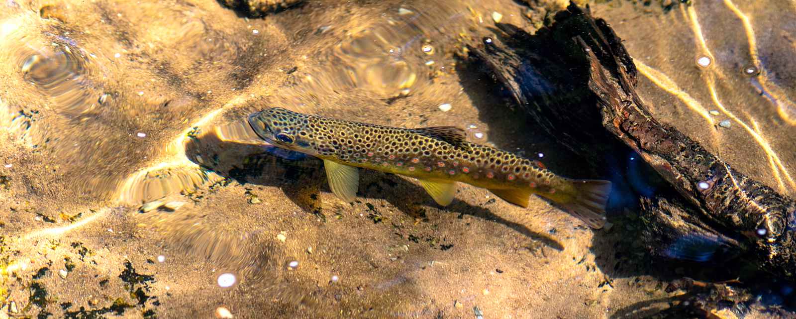 Bachforelle unter Wasser