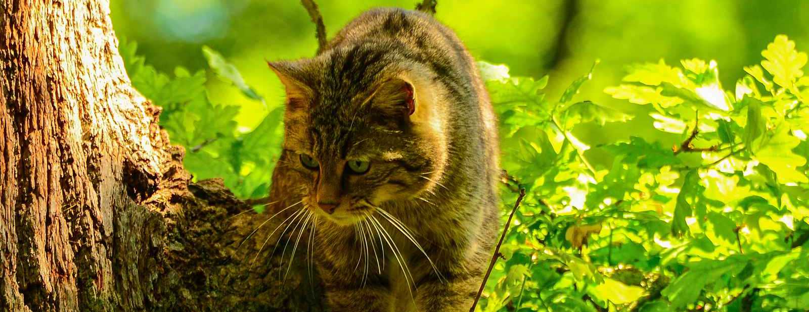 Wildkatze im Gebüsch